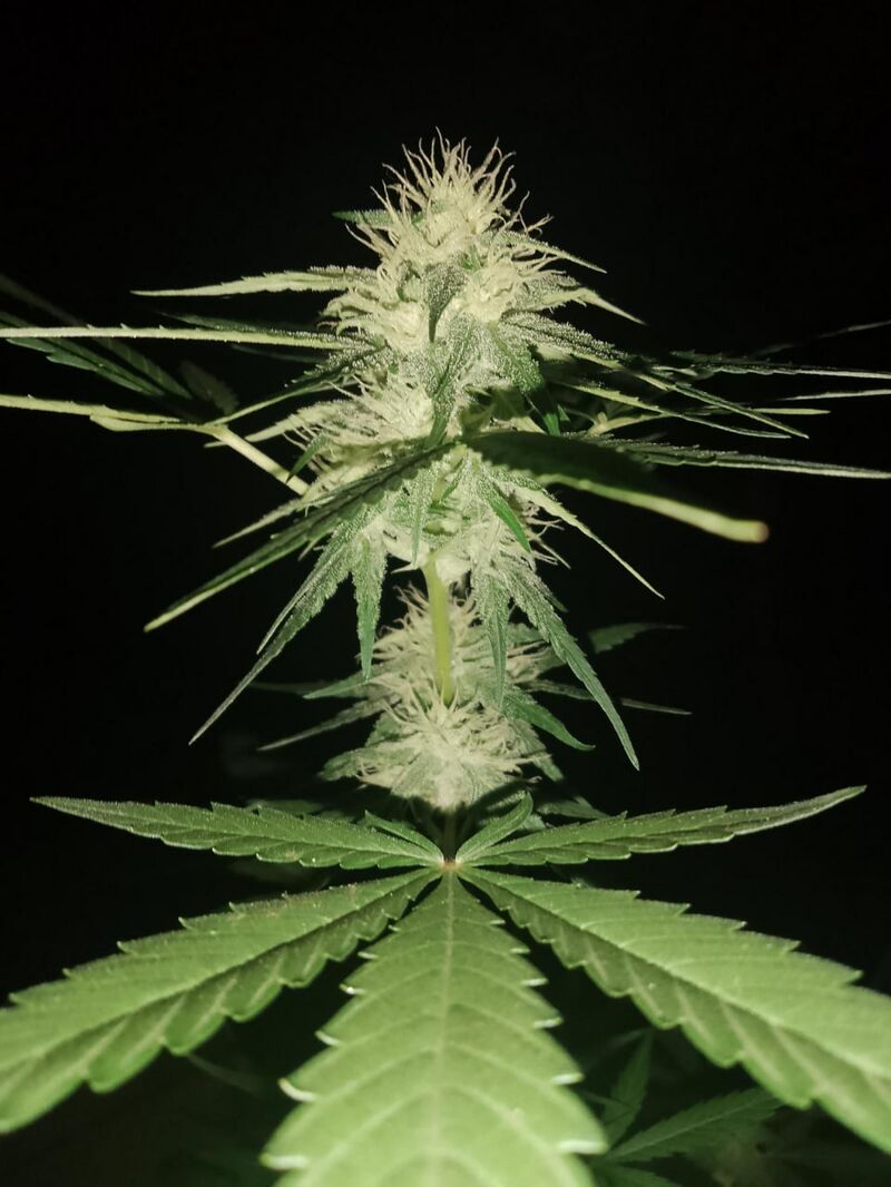 Sugarlato Auto, Фасовка: 3, изображение 3